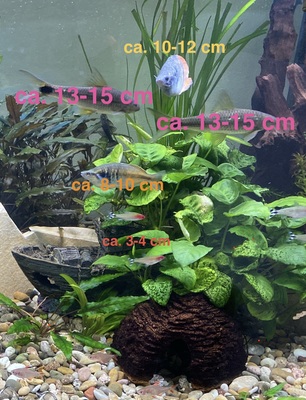 Ajamaru Regenbogenfisch - unbekannt