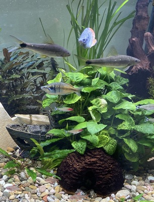 Ajamaru Regenbogenfisch - unbekannt