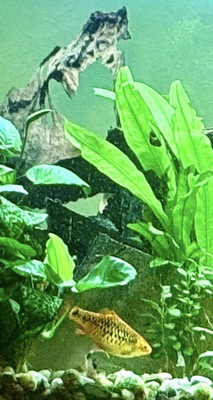 Ajamaru Regenbogenfisch - unbekannt