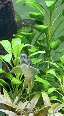 Ajamaru Regenbogenfisch - unbekannt