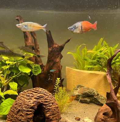 Ajamaru Regenbogenfisch - unbekannt