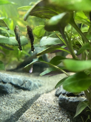 Ajamaru Regenbogenfisch - unbekannt