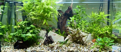 Ajamaru Regenbogenfisch - unbekannt