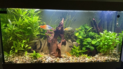 Ajamaru Regenbogenfisch - unbekannt