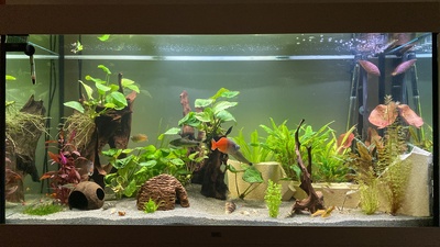 Ajamaru Regenbogenfisch - unbekannt