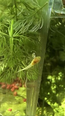 Antennenwels Jungtier - unbekannt