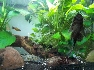 Antennenwels - unbekannt