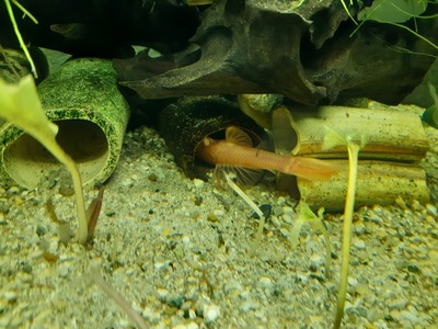 Antennenwels - unbekannt