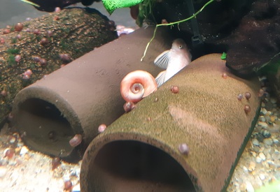 Antennenwels - unbekannt