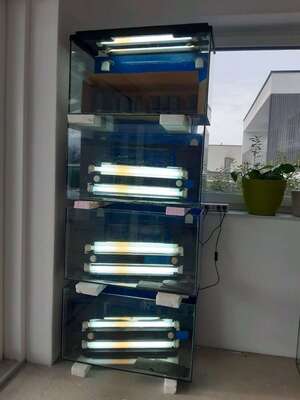 Aquarium Set 80cm Zuchtbecken mit Überlauf Zierfischzucht 112l 120l 125l 130l