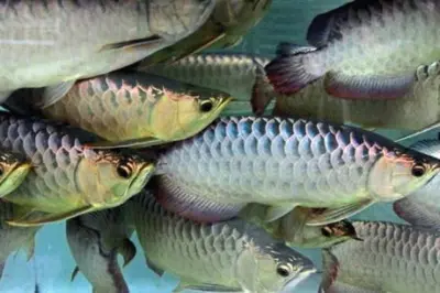 Arowana Jungtier - männlich