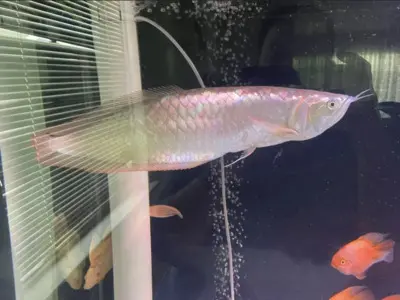 Arowana Jungtier - männlich