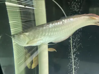 Arowana Jungtier - männlich