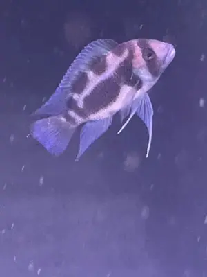 Arowana Jungtier - männlich