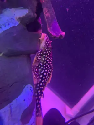 Arowana Jungtier - männlich