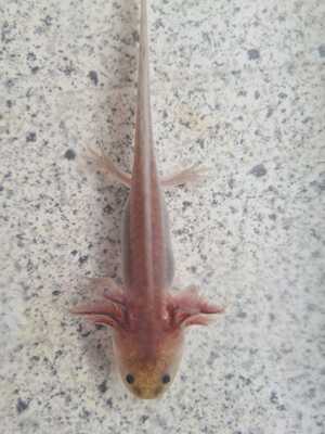 Axolotl Jungtier - unbekannt 3