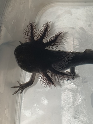 Axolotl Jungtier - unbekannt 6