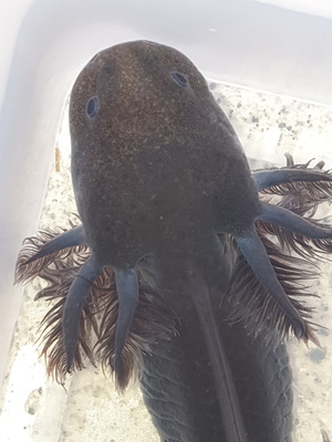 Axolotl Jungtier - unbekannt 7