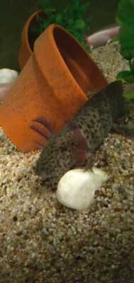 Axolotl Jungtier - unbekannt 1