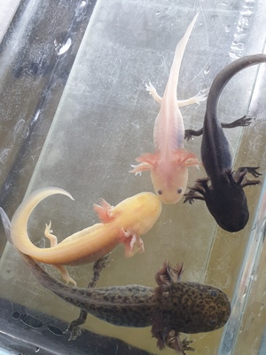 Axolotl Jungtier - unbekannt 1