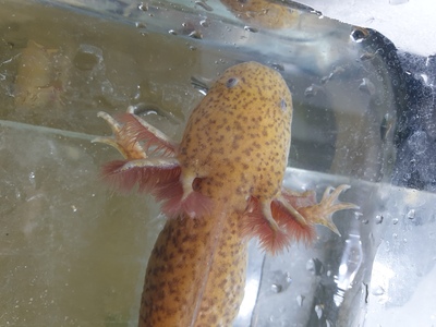 Axolotl Jungtier - unbekannt 6