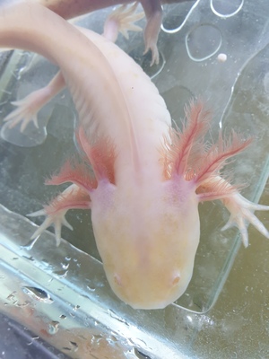 Axolotl Jungtier - unbekannt 3