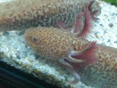 Axolotl Jungtier - unbekannt 7