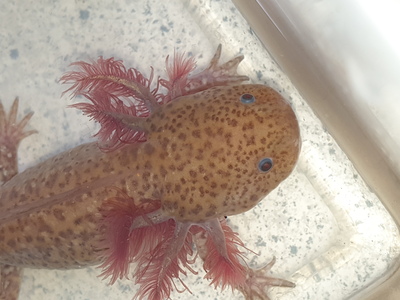 Axolotl Jungtier - unbekannt 14