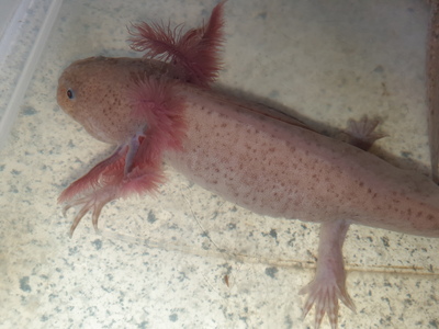 Axolotl Jungtier - unbekannt 15