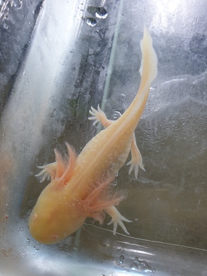 Axolotl Jungtier - unbekannt 16