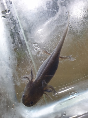 Axolotl Jungtier - unbekannt 17