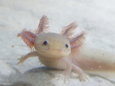 Axolotl Jungtier - unbekannt 19
