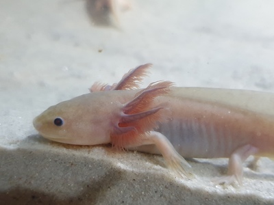 Axolotl Jungtier - unbekannt 20