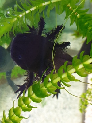 Axolotl Jungtier - unbekannt 21