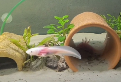 Axolotl Jungtier - unbekannt
