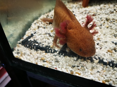 Axolotl Jungtier - weiblich 1