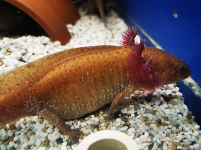 Axolotl Jungtier - weiblich