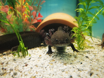 Axolotl Jungtier - weiblich