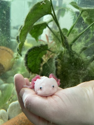 Axolotl - männlich