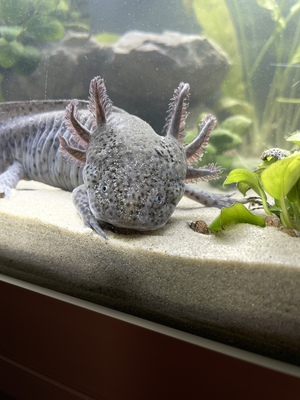 Axolotl - unbekannt