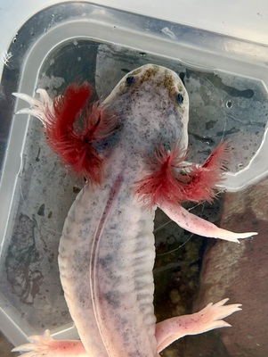 Axolotl - unbekannt