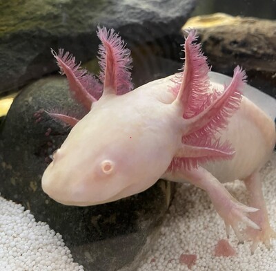 Axolotl - weiblich 1