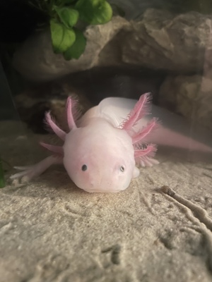 Axolotl - weiblich
