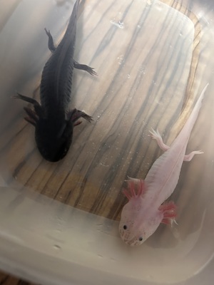 Axolotl - weiblich