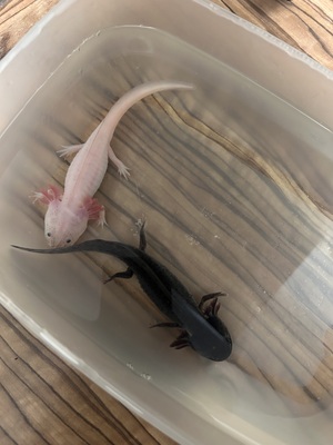 Axolotl - weiblich
