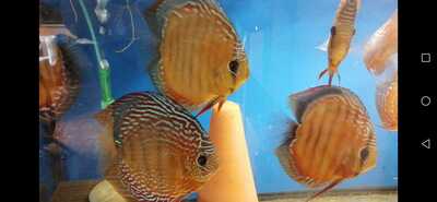 Diskus Jungtier - unbekannt