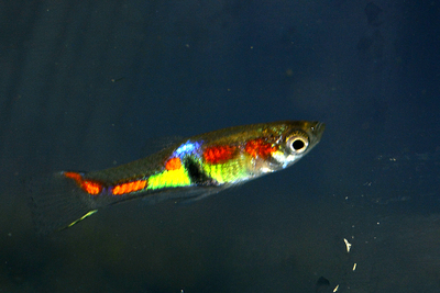 Endler Guppy p-wingei Keine Kreuzung Jungtier - unbekannt