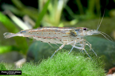 Garnelen - unbekannt