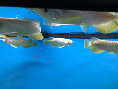 Goldfisch Jungtier - männlich 1