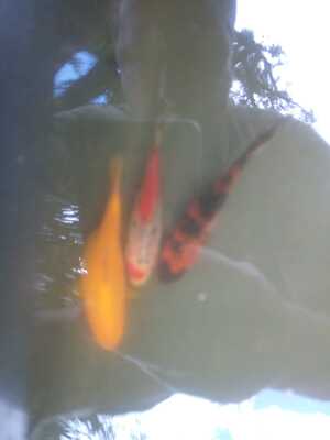Goldfisch Jungtier - weiblich 1